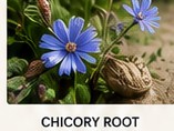 Chicory flowers and roots