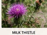 Milk thistle flowers
